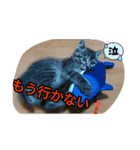 Moto猫スタンプ4(ジロー)（個別スタンプ：1）