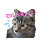 Moto猫スタンプ4(ジロー)（個別スタンプ：4）