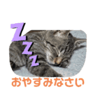 Moto猫スタンプ4(ジロー)（個別スタンプ：5）