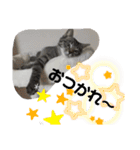 Moto猫スタンプ4(ジロー)（個別スタンプ：6）