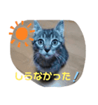 Moto猫スタンプ4(ジロー)（個別スタンプ：8）