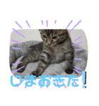 Moto猫スタンプ4(ジロー)（個別スタンプ：9）