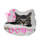 Moto猫スタンプ4(ジロー)（個別スタンプ：10）