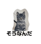 Moto猫スタンプ4(ジロー)（個別スタンプ：11）
