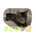 Moto猫スタンプ4(ジロー)（個別スタンプ：13）