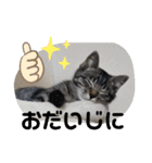 Moto猫スタンプ4(ジロー)（個別スタンプ：16）