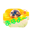 チョコちゃんスタンプ♡*(あいさつ編)（個別スタンプ：1）