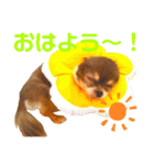 チョコちゃんスタンプ♡*(あいさつ編)（個別スタンプ：2）