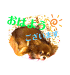 チョコちゃんスタンプ♡*(あいさつ編)（個別スタンプ：10）