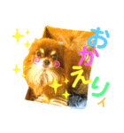 チョコちゃんスタンプ♡*(あいさつ編)（個別スタンプ：19）