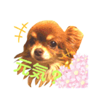 チョコちゃんスタンプ♡*(あいさつ編)（個別スタンプ：26）
