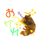 チョコちゃんスタンプ♡*(あいさつ編)（個別スタンプ：30）