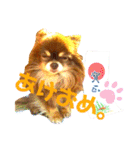 チョコちゃんスタンプ♡*(あいさつ編)（個別スタンプ：37）