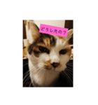 猫質問（個別スタンプ：1）