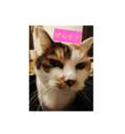 猫質問（個別スタンプ：2）