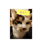 猫質問（個別スタンプ：3）