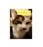 猫質問（個別スタンプ：4）