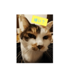 猫質問（個別スタンプ：5）