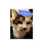 猫質問（個別スタンプ：6）