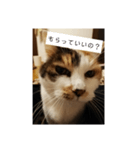 猫質問（個別スタンプ：7）
