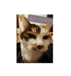 猫質問（個別スタンプ：8）