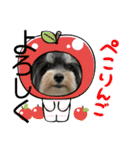 MIX犬ララさんの日常④＋（個別スタンプ：12）