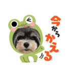 MIX犬ララさんの日常④＋（個別スタンプ：17）