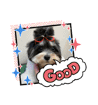 MIX犬ララさんの日常④＋（個別スタンプ：19）