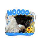 MIX犬ララさんの日常④＋（個別スタンプ：25）
