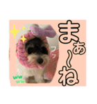 MIX犬ララさんの日常④＋（個別スタンプ：27）