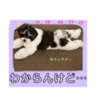 MIX犬ララさんの日常④＋（個別スタンプ：28）
