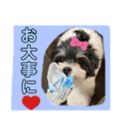 MIX犬ララさんの日常④＋（個別スタンプ：29）