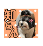 MIX犬ララさんの日常④＋（個別スタンプ：31）