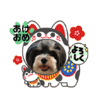 MIX犬ララさんの日常④＋（個別スタンプ：40）