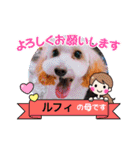 トイプードルのルフィのスタンプ（個別スタンプ：2）