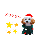トイプードルのルフィのスタンプ（個別スタンプ：7）