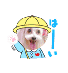 トイプードルのルフィのスタンプ（個別スタンプ：17）