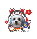 トイプードルのルフィのスタンプ（個別スタンプ：21）