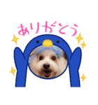 トイプードルのルフィのスタンプ（個別スタンプ：22）