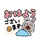トイプードルのルフィのスタンプ（個別スタンプ：26）