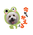 トイプードルのルフィのスタンプ（個別スタンプ：37）