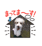 トイプードルのルフィのスタンプ（個別スタンプ：38）