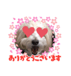 トイプードルのルフィのスタンプ（個別スタンプ：39）