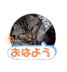 琥珀と銀次郎②（個別スタンプ：1）
