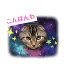 琥珀と銀次郎②（個別スタンプ：3）