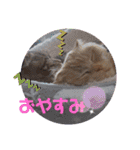 琥珀と銀次郎②（個別スタンプ：4）
