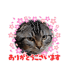 琥珀と銀次郎②（個別スタンプ：7）