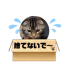 琥珀と銀次郎②（個別スタンプ：14）
