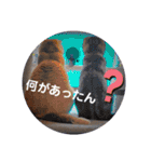琥珀と銀次郎②（個別スタンプ：16）