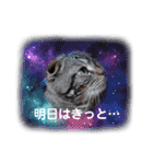 琥珀と銀次郎②（個別スタンプ：21）